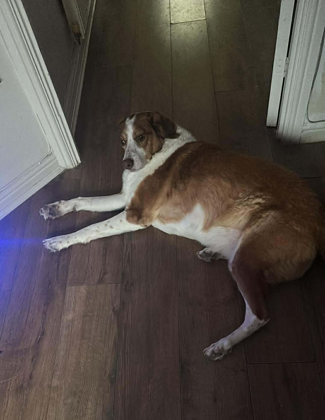 Image of Captain the dog