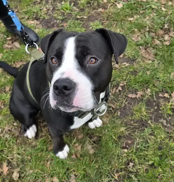 Digby, 1-year Labrador Cross