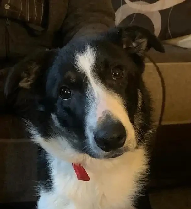 Fergie, 10-month Tri Border Collie