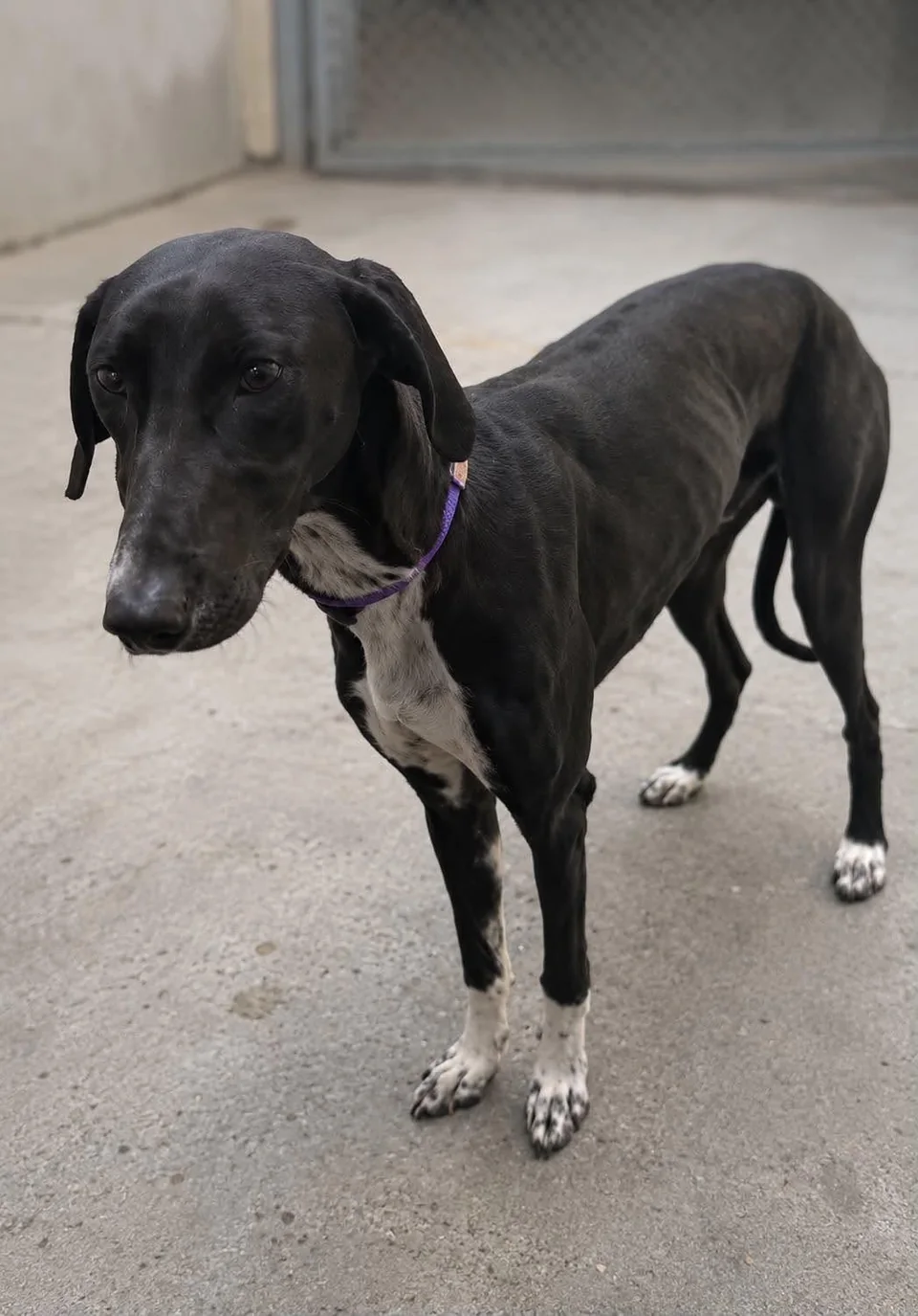 George, a young black male dog available for adoption