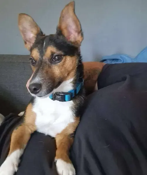 Patch, happily adopted