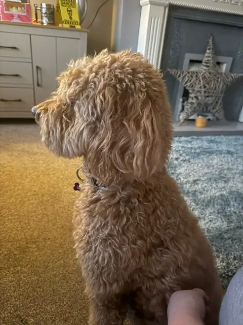 Sky, 5-year Golden Doodle
