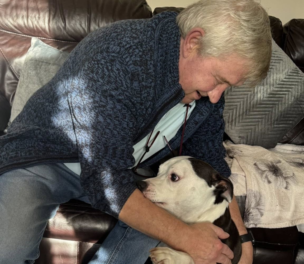 Image of Enzo the Staffordshire Bull Terrier