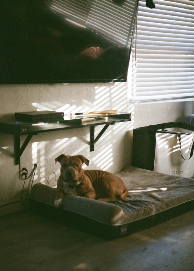 Image of Dog in foster home relaxing on a bed