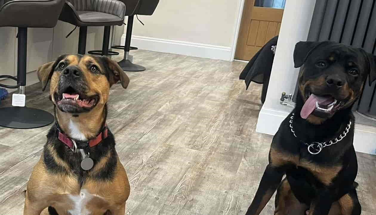 Image of Gordon the Rottweiler