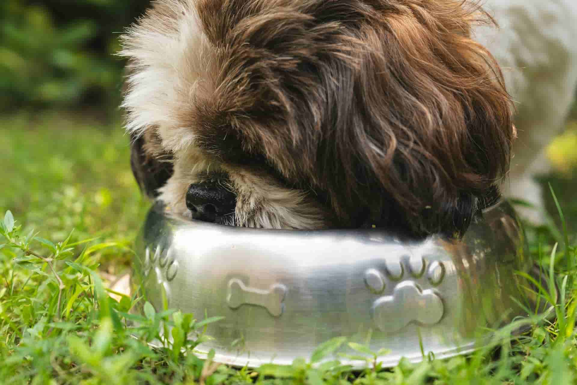 Image of dog eating Meals & Treats