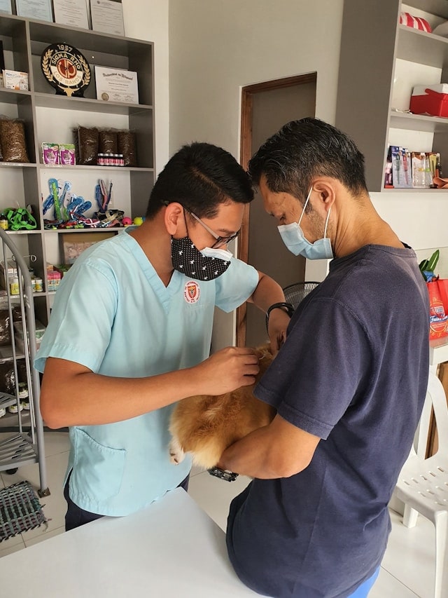Image of Dog receiving veterinary care
