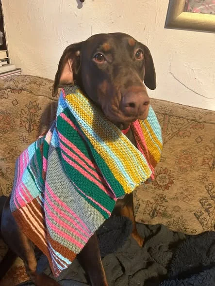 A rescue dog modelling one of the colourful handmade blankets donated for winter