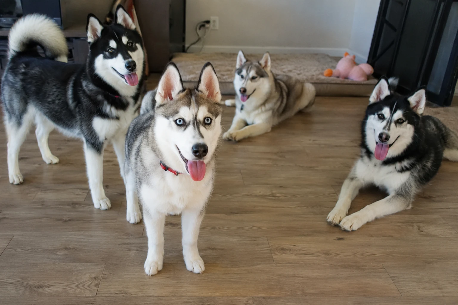 Pepper relaxing at home with three other huskies.