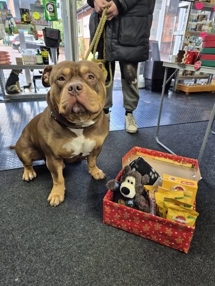 Tyson beside his Christmas shoebox of food, treats, toys and essentials