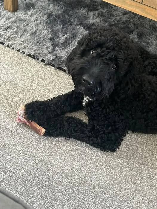 Winston relaxing at home after his owner made a £1,500 donation to the rescue
