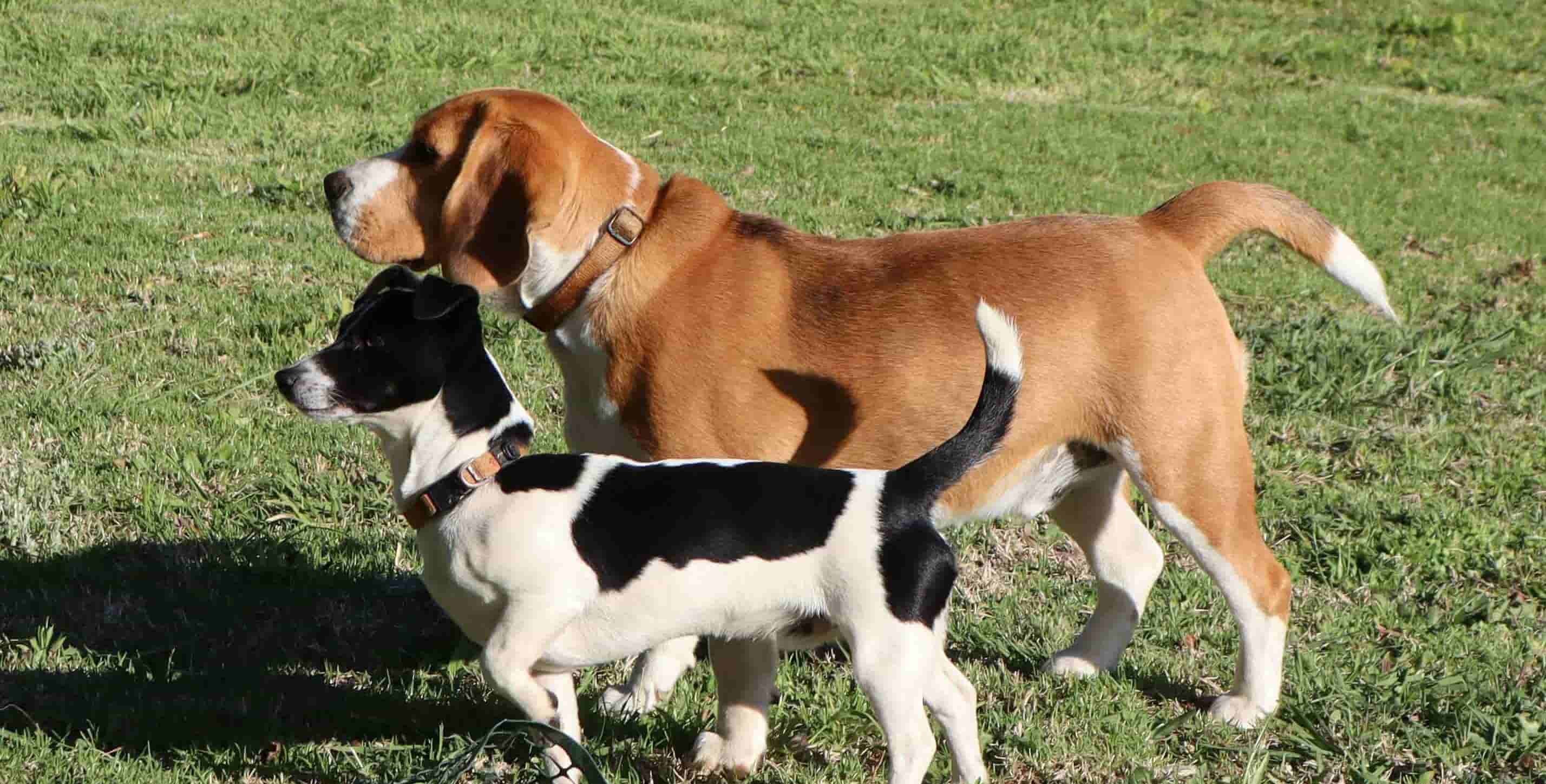 Image of dogs in the Paddock