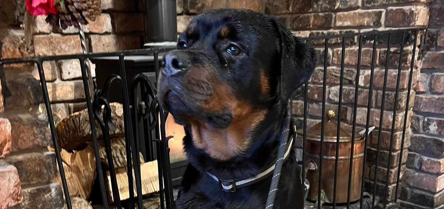 Image of Reacher the rottweiler