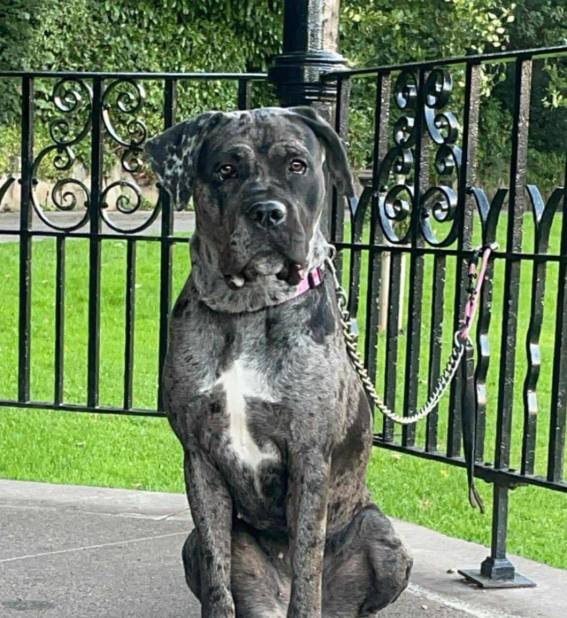 Image of Roxy the dog