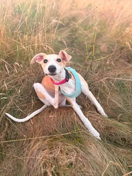 Bertie, the young Whippet adopted by his foster family