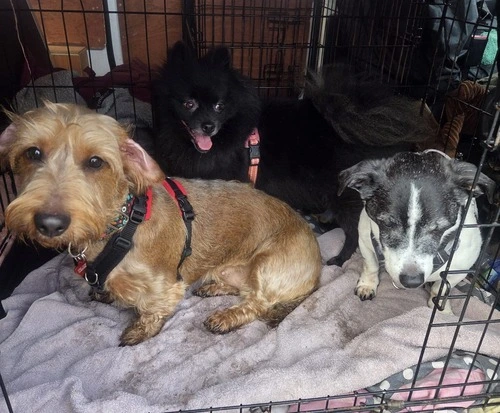 Beryl in her forever home