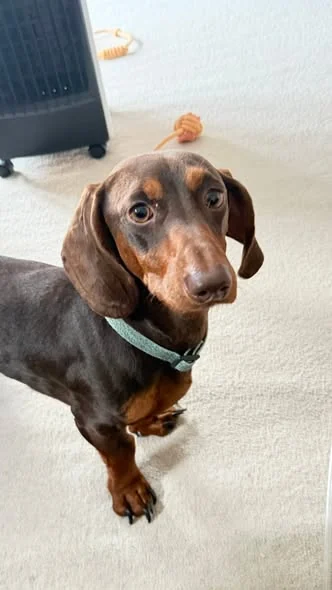 Bruno looking settled and happy in his forever home