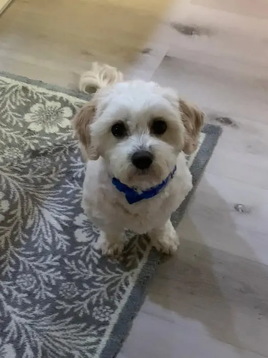 Cookie, a gentle older dog settled in his forever home