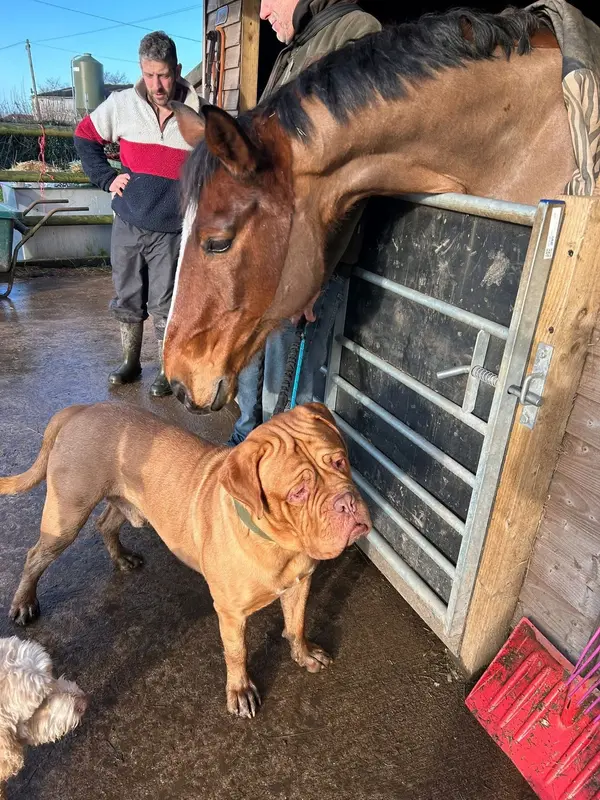 Dexter the German Shepherd Cross