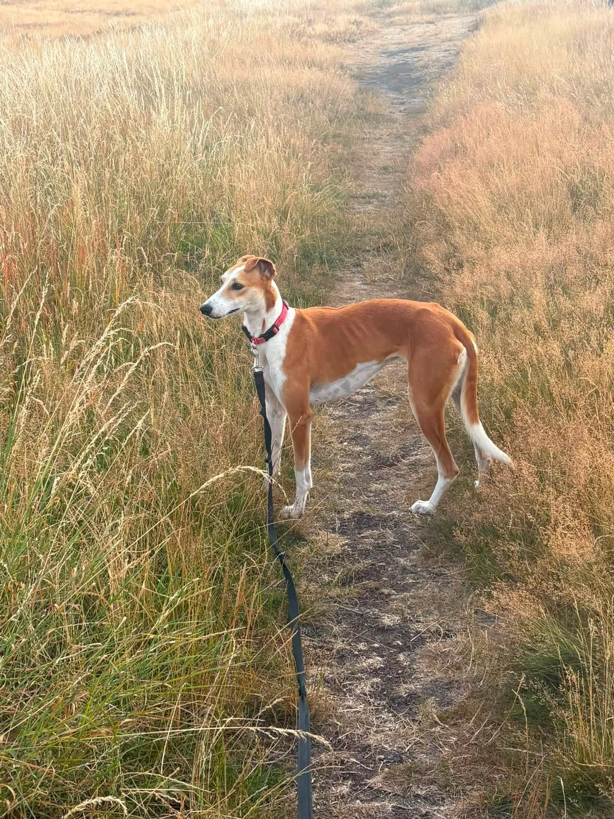 Fleur enjoying a countryside walk near her new forever home in Staffordshire