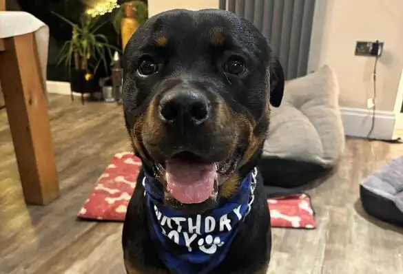 Gordon the Rottweiler