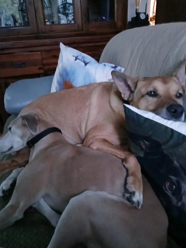 Lady the Cocker Spaniel