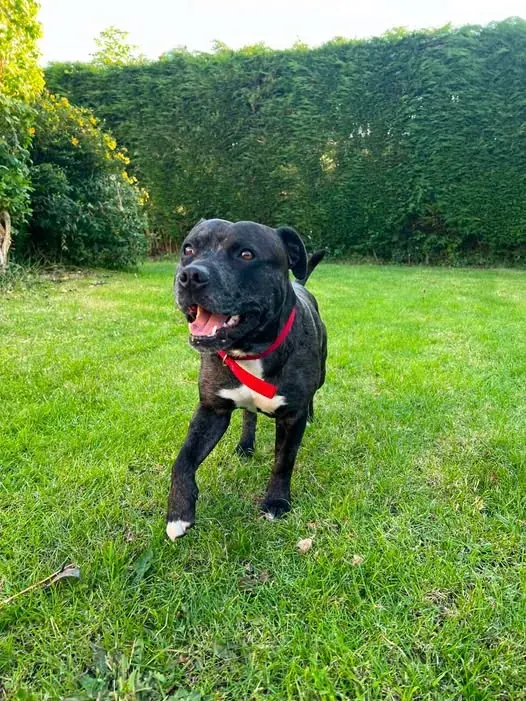 Loki enjoying the garden