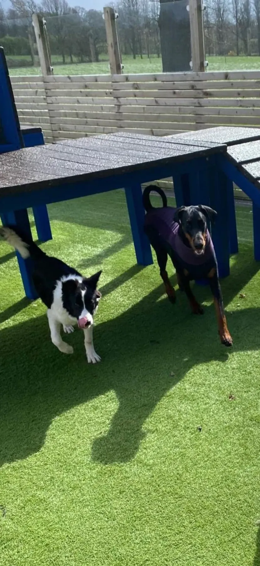 Poppy playing happily with her canine friend