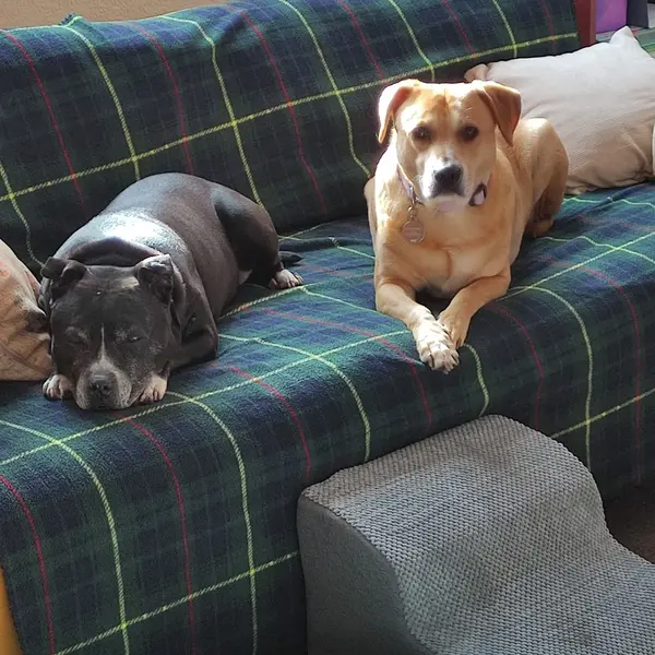 Prince the Staffordshire Bull Terrier