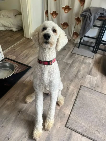 Rodney sitting happily in the home that became his forever home
