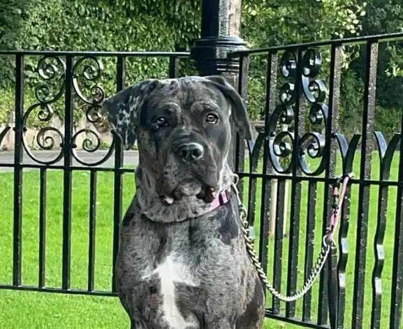 Roxy in her forever home