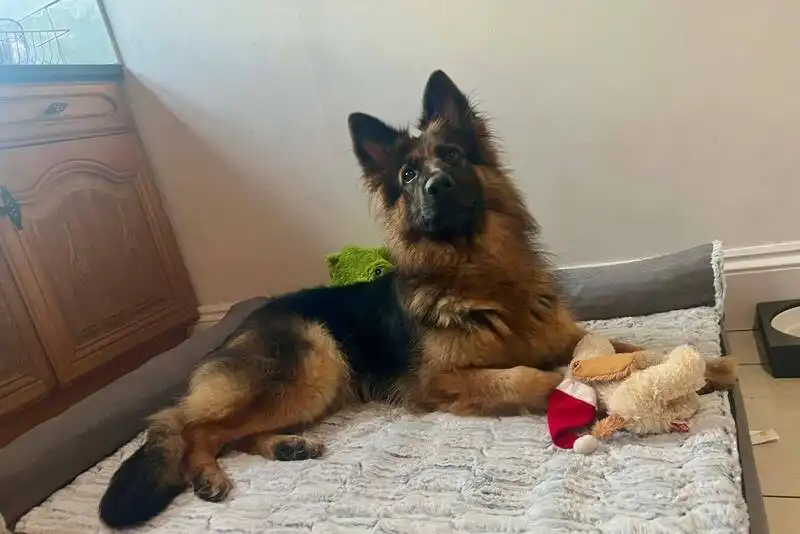 Ruby the German Shepherd