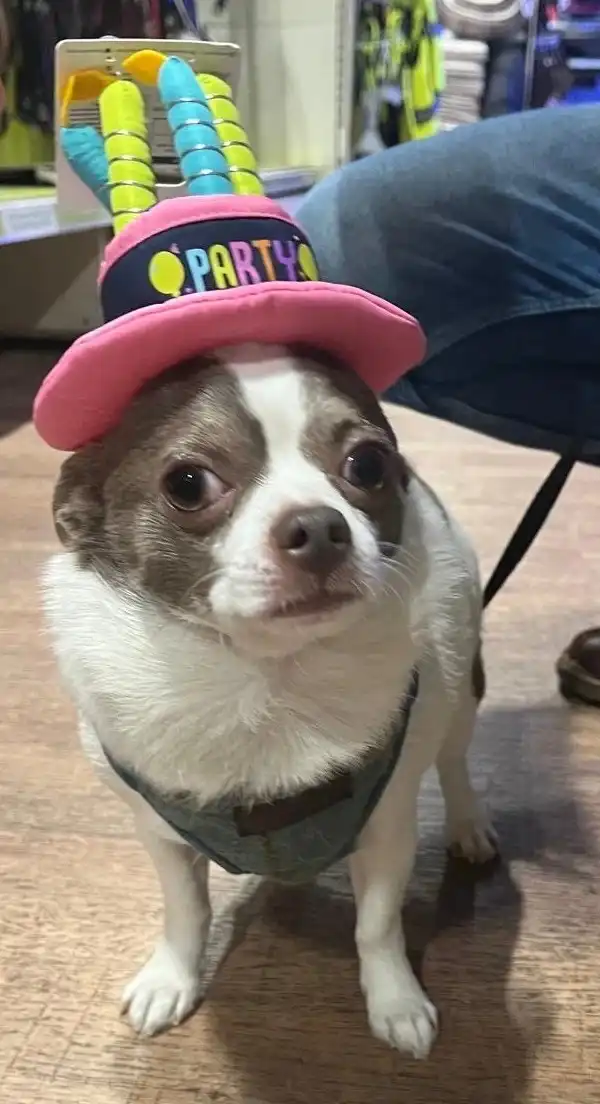 Rupert the Chihuahua