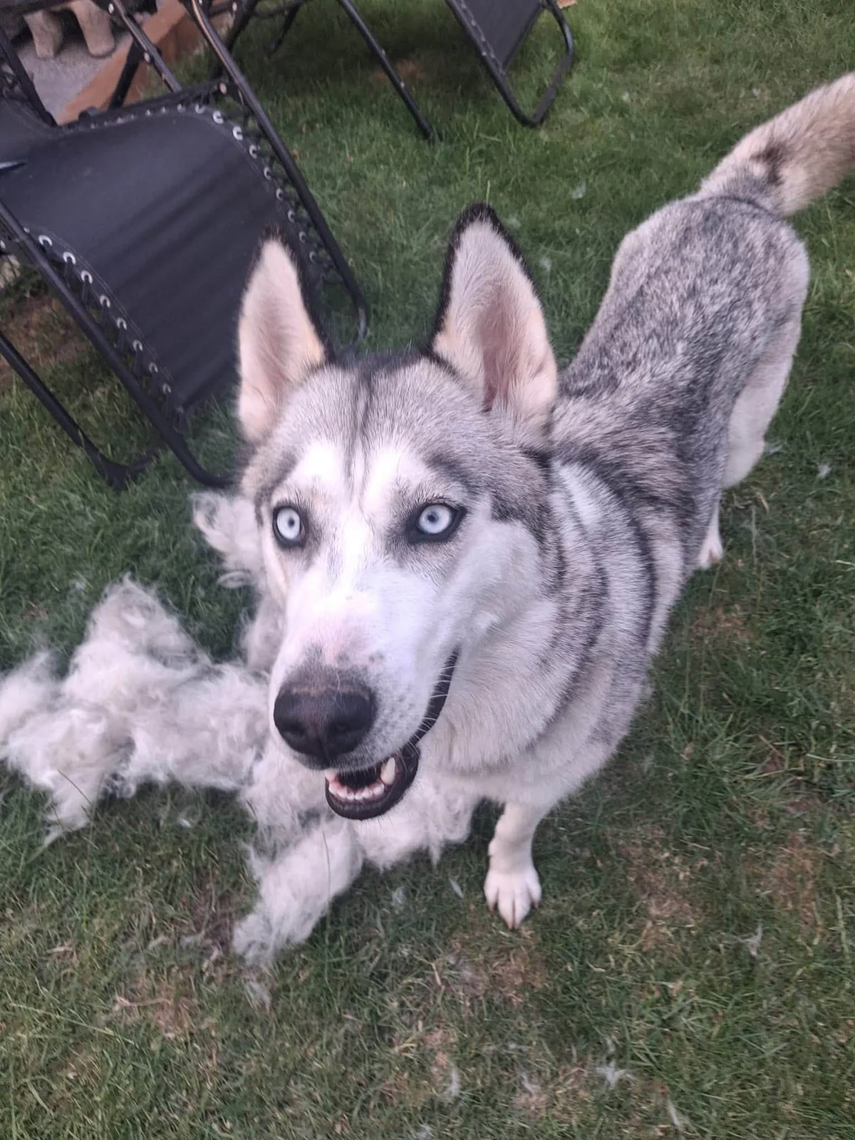 Sky, the young Siberian Husky, enjoying time outdoors after finding her forever home