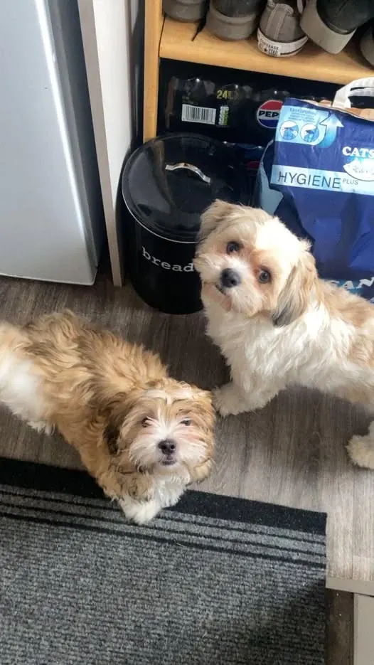 Teddy at home with his canine companion