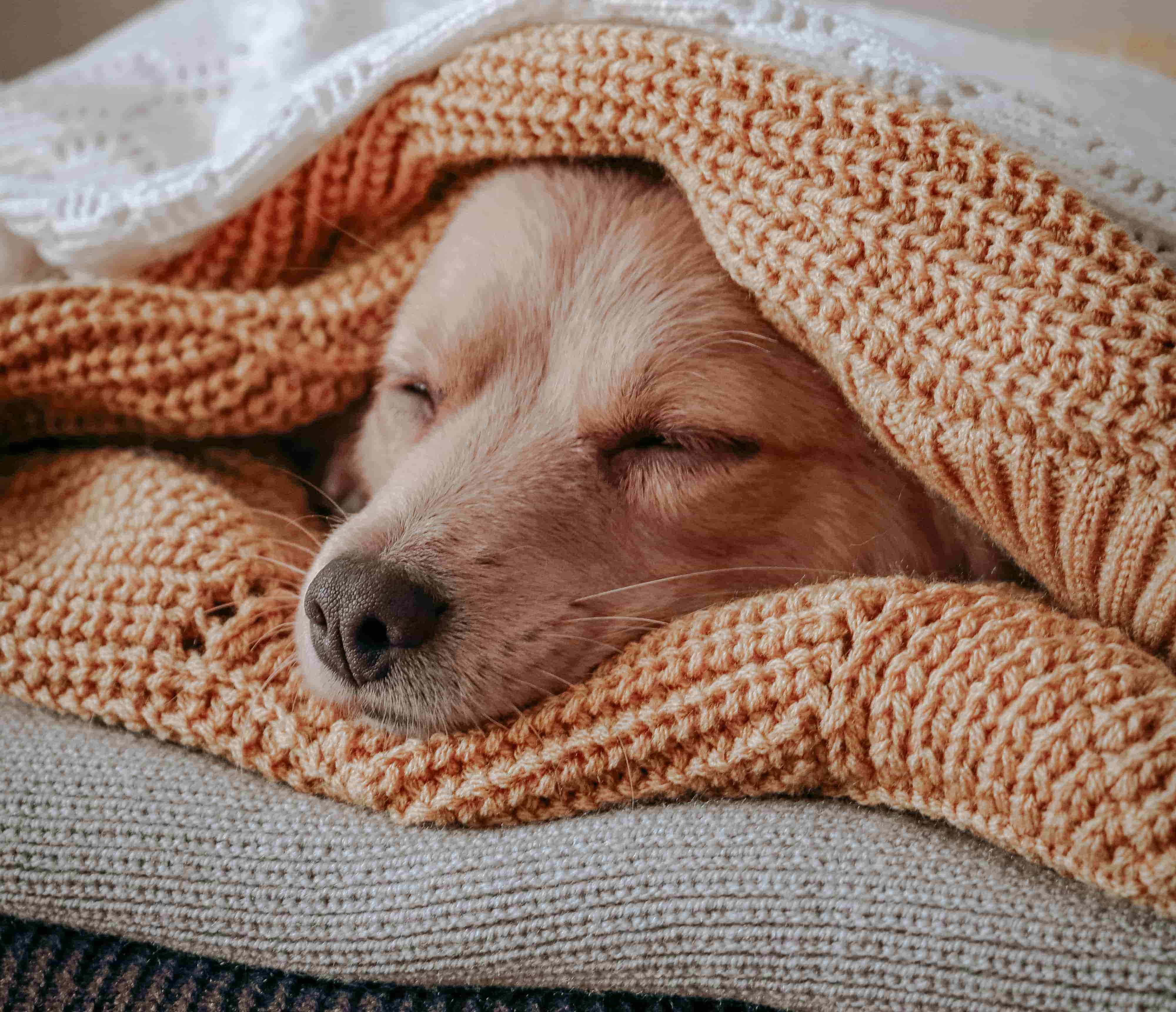 Image of dog using Comfort Items