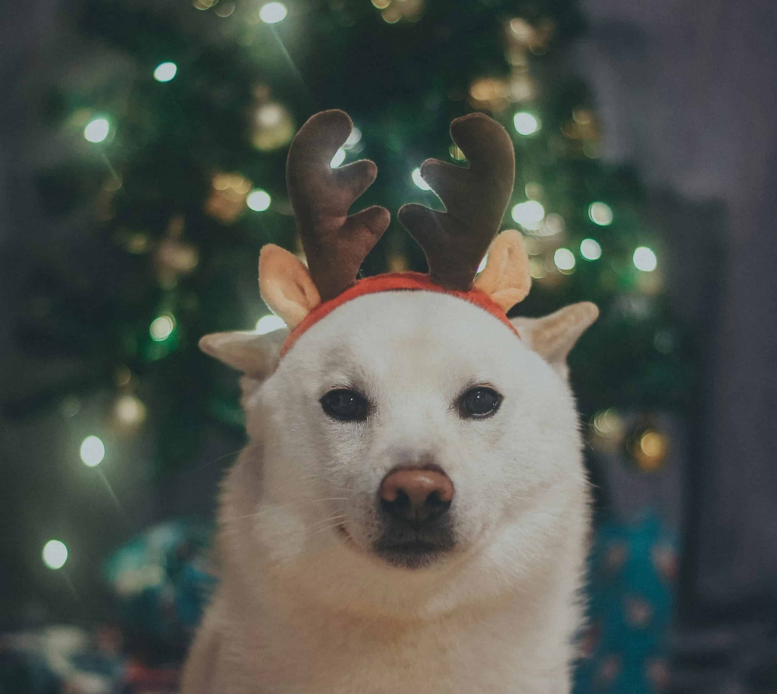 Image of dog in christmas outfit in front of a christmas tree