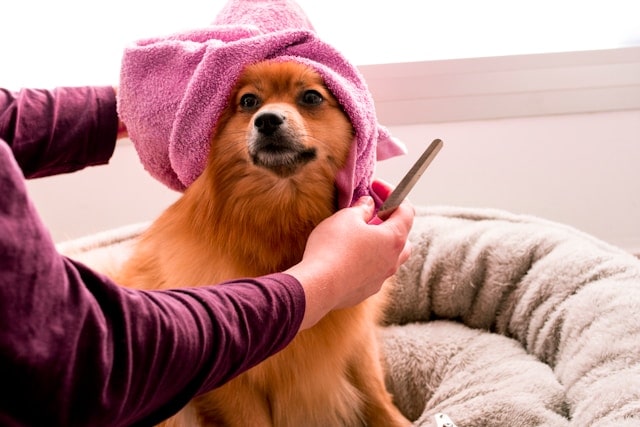 Image of Volunteers caring for rescued dog in a pink towel