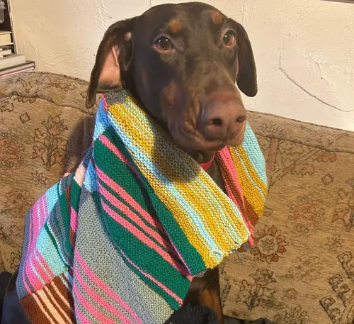 Dog wearing a knitted poncho